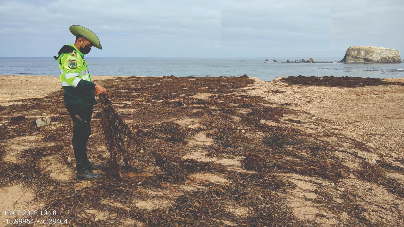 Pisco: Fiscalía Ambiental realizó operativo para erradicar el acopio ilegal de macroalgas marinas
