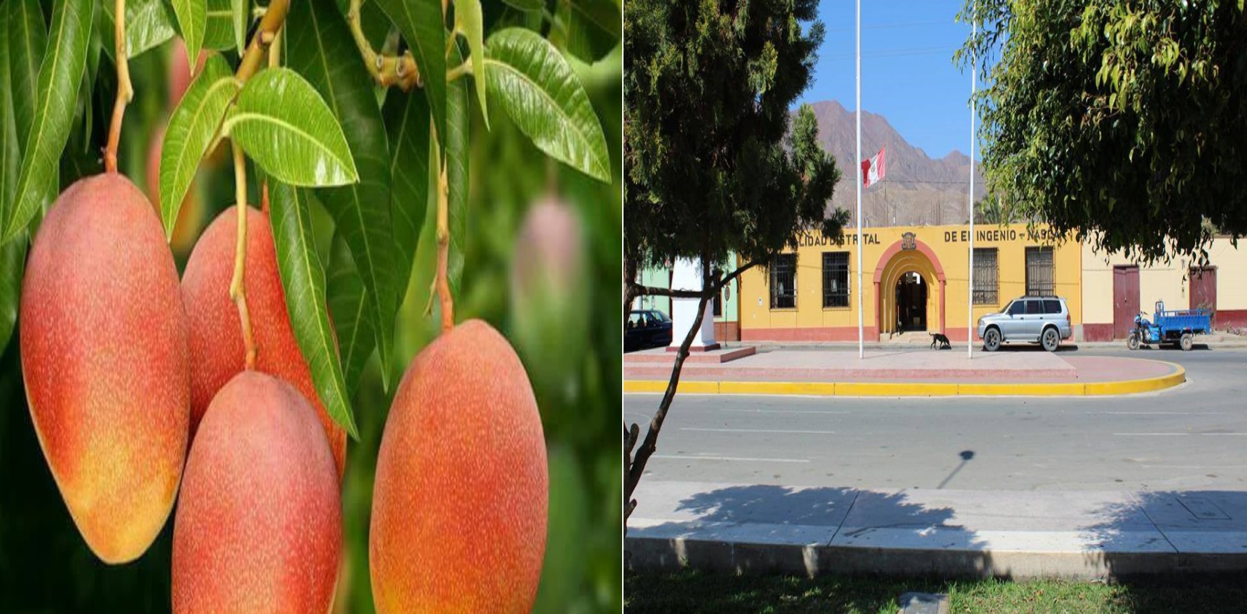 https://diariolaopinion.pe/wp-content/uploads/2023/02/El-Ingenio-se-prepara-para-celebrar-el-Festival-del-Mango-desde-el-sabado-11-de-febrero-1.jpg