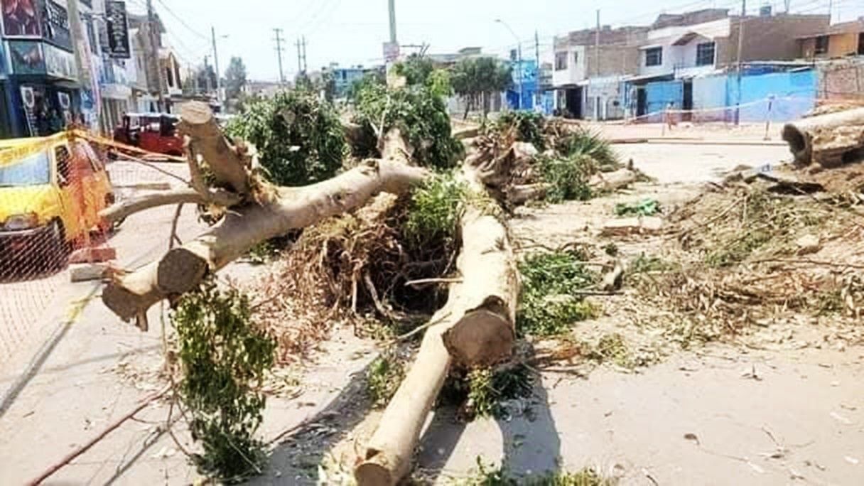 Vecinos protestan por tala de árboles en la Av. Juan de Loyola - Diario ...