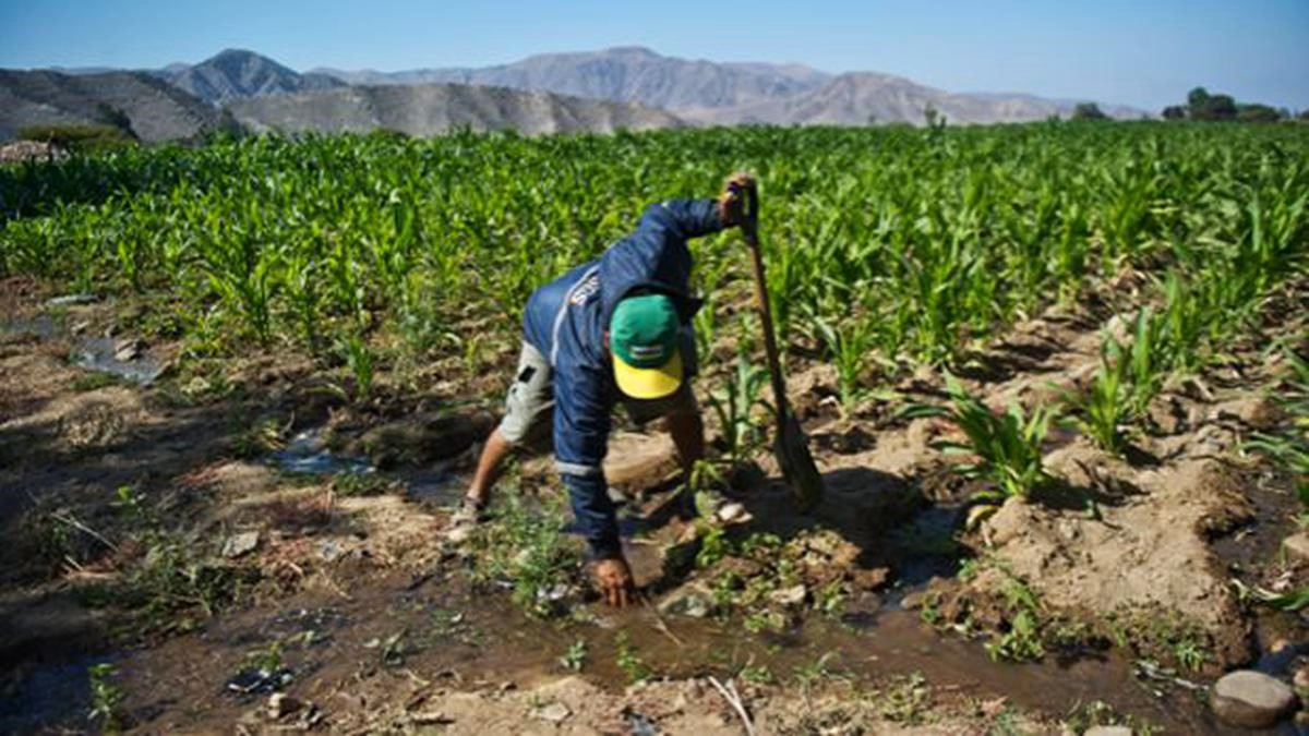 Peligran cosechas de pequeños agricultores por falta de agua en Ica ...