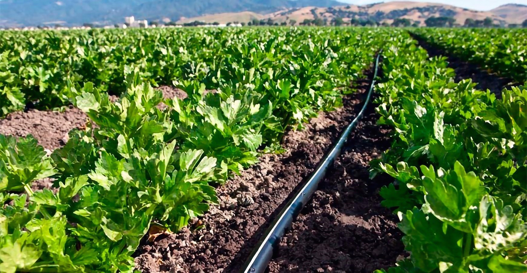 Peligran cosechas de pequeños agricultores por falta de agua en Ica ...