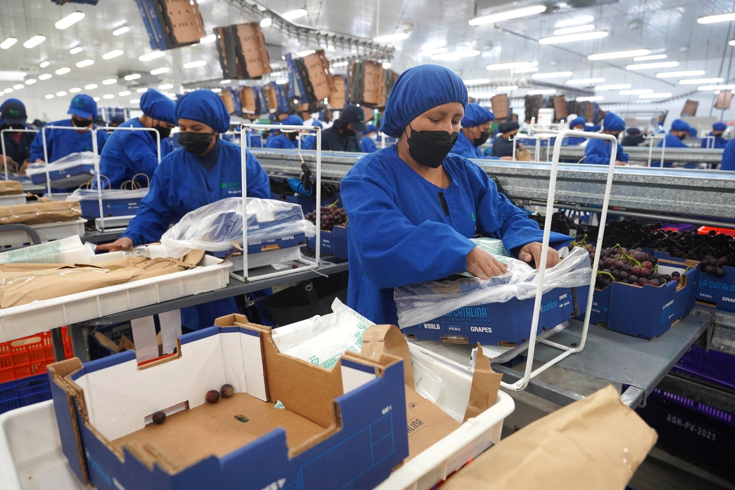 Agroexportaciones peruanas superarían los US$ 16,000 millones al cierre del 2026