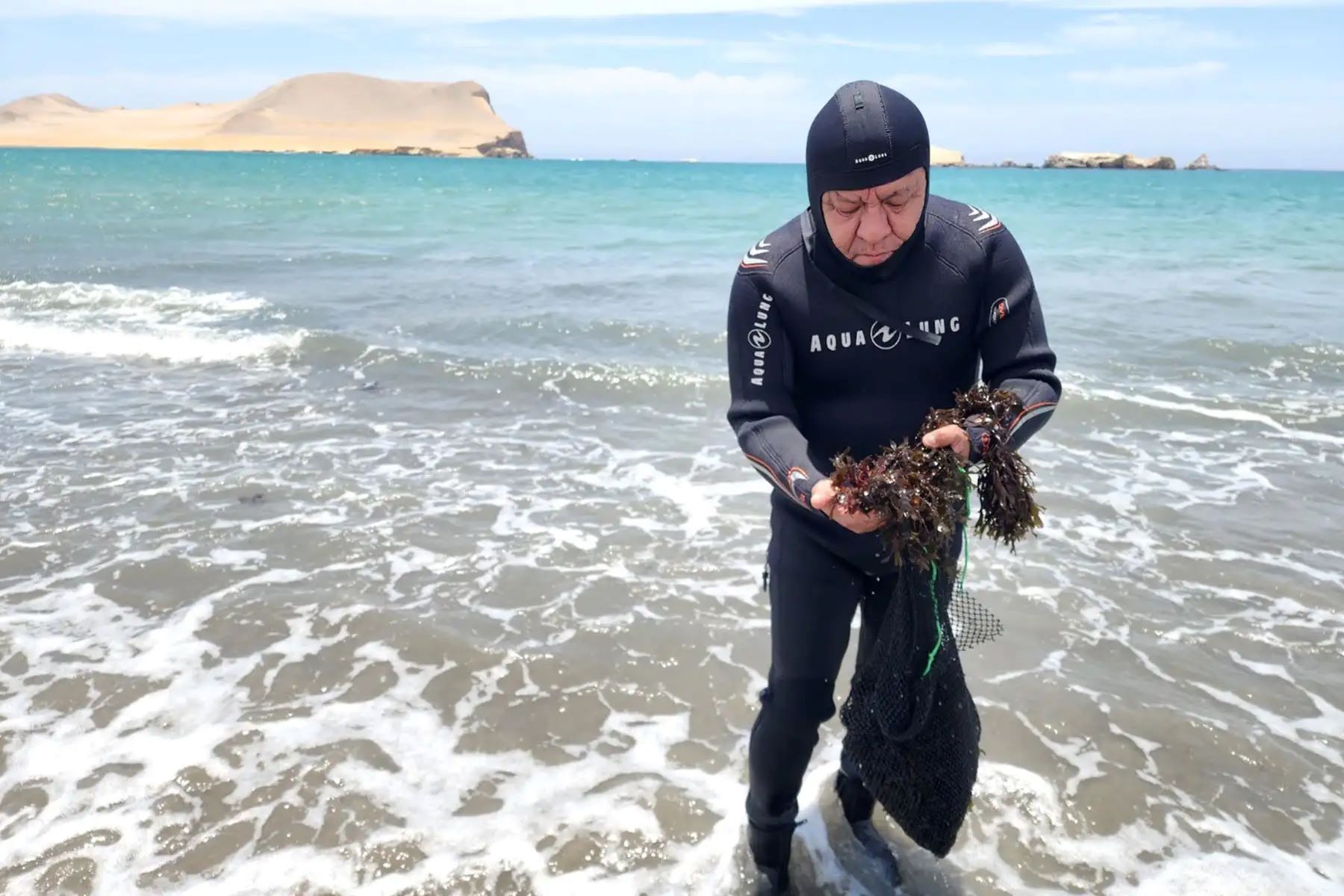 Plantean medidas para evitar desaparición del alga flor, especie clave en el mar peruano