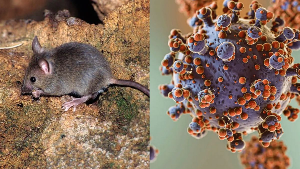 Hantavirus: Minsa refuerza vigilancia en aeropuertos y puertos del Perú