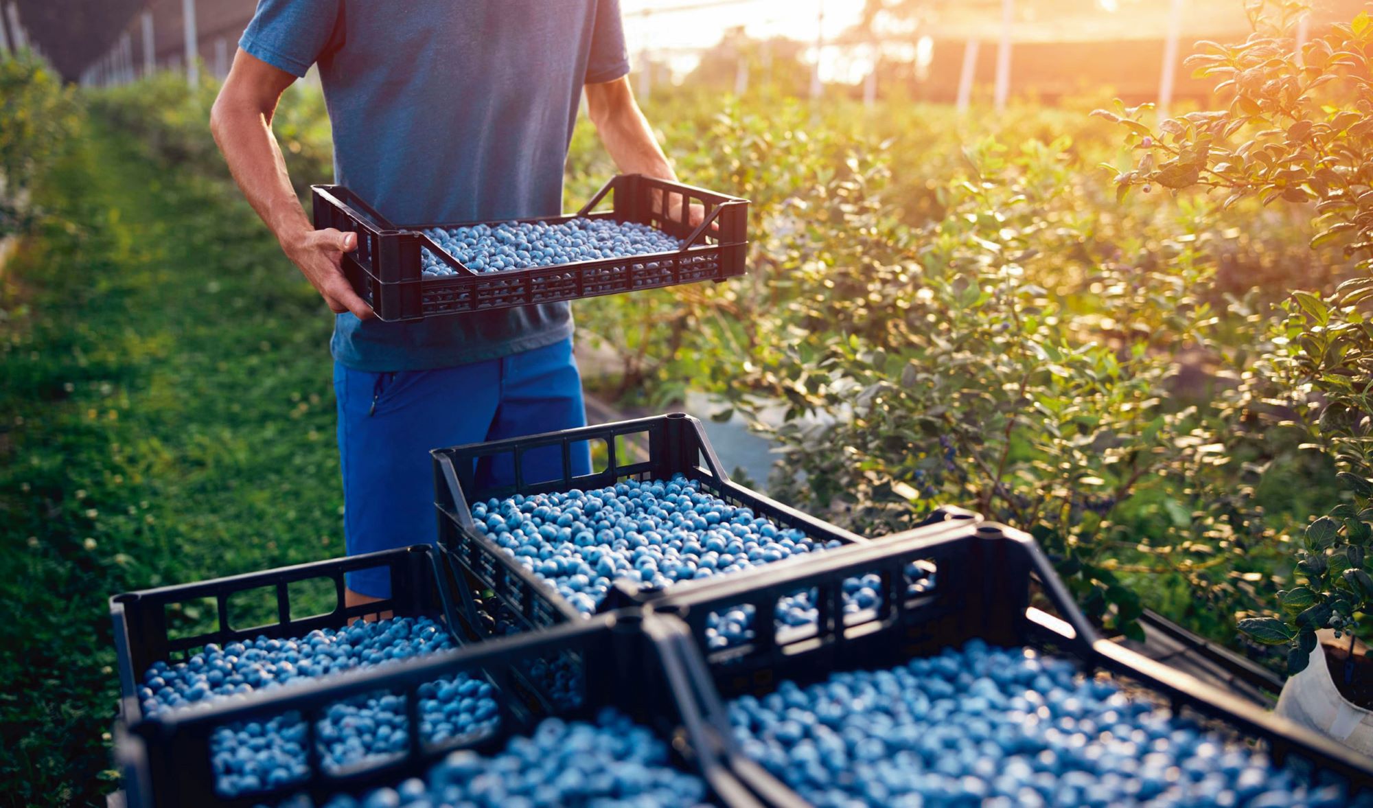 Perú es principal productor y exportador mundial de arándanos superando a Chile y España